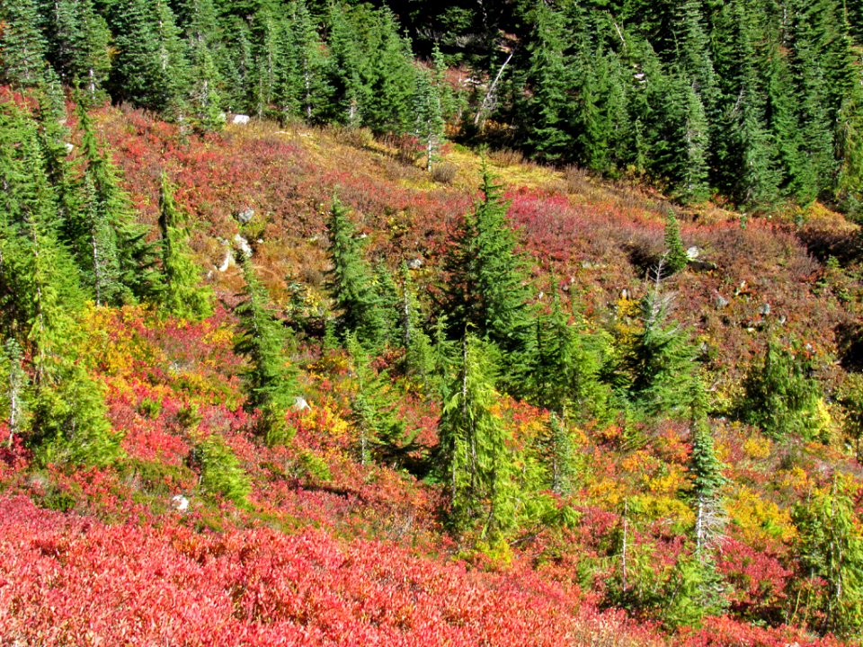 Autumn at Skyline Trail at Mt. Rainier NP in WA