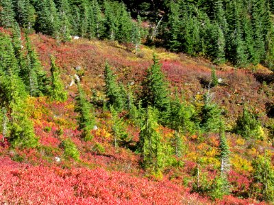 Autumn at Skyline Trail at Mt. Rainier NP in WA