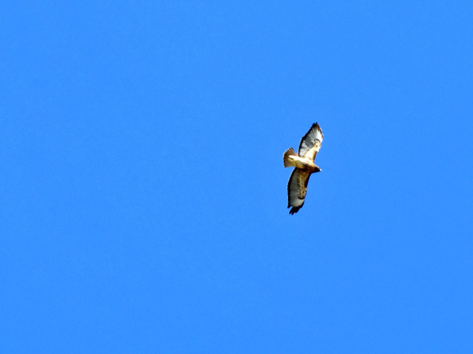 Red-Tailed Hawk at Yaquina Head in Newport, OR