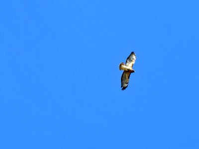 Red-Tailed Hawk at Yaquina Head in Newport, OR photo