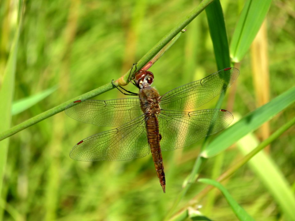 Dragonfly at Steigerwald Lake NWR in WA