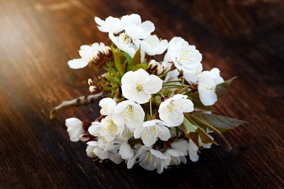 White spring nature
