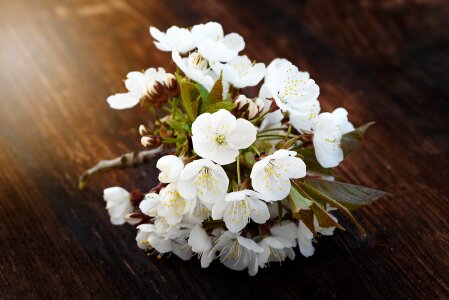 White spring nature