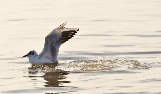 Animal world lake bird photo