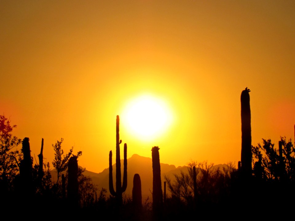 Saguaro NP in Arizona