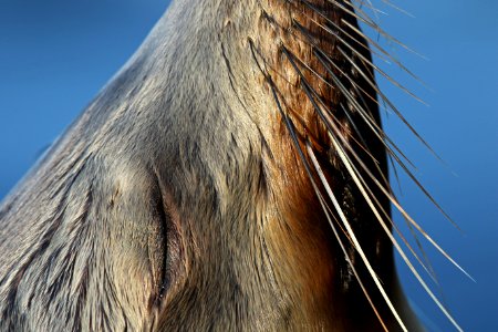 Sea Lion photo