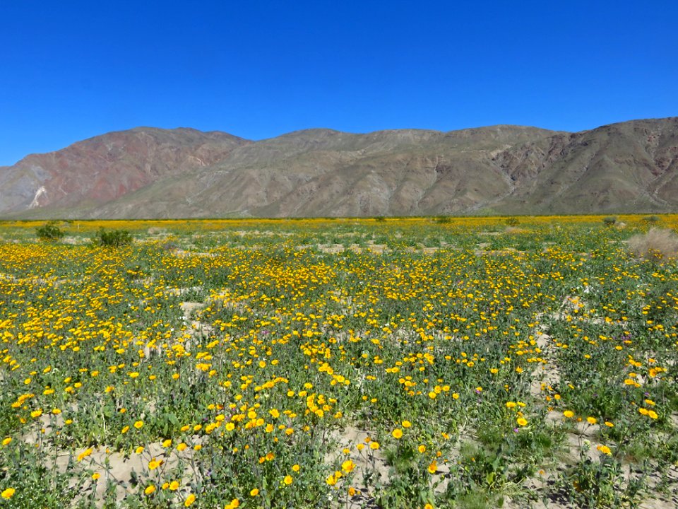 Henderson Canyon with Wildflowers at Anza-Borrego Desert SP in CA