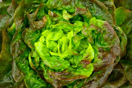 Lettuce green vegetable photo