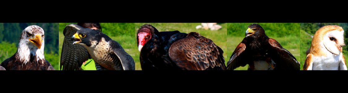 Birds in Motion