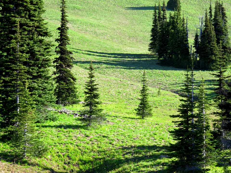 Mt. Rainier NP in WA