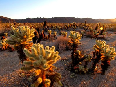 Sunrise at Cholla Cactus Garden at Joshua Tree NP in California photo