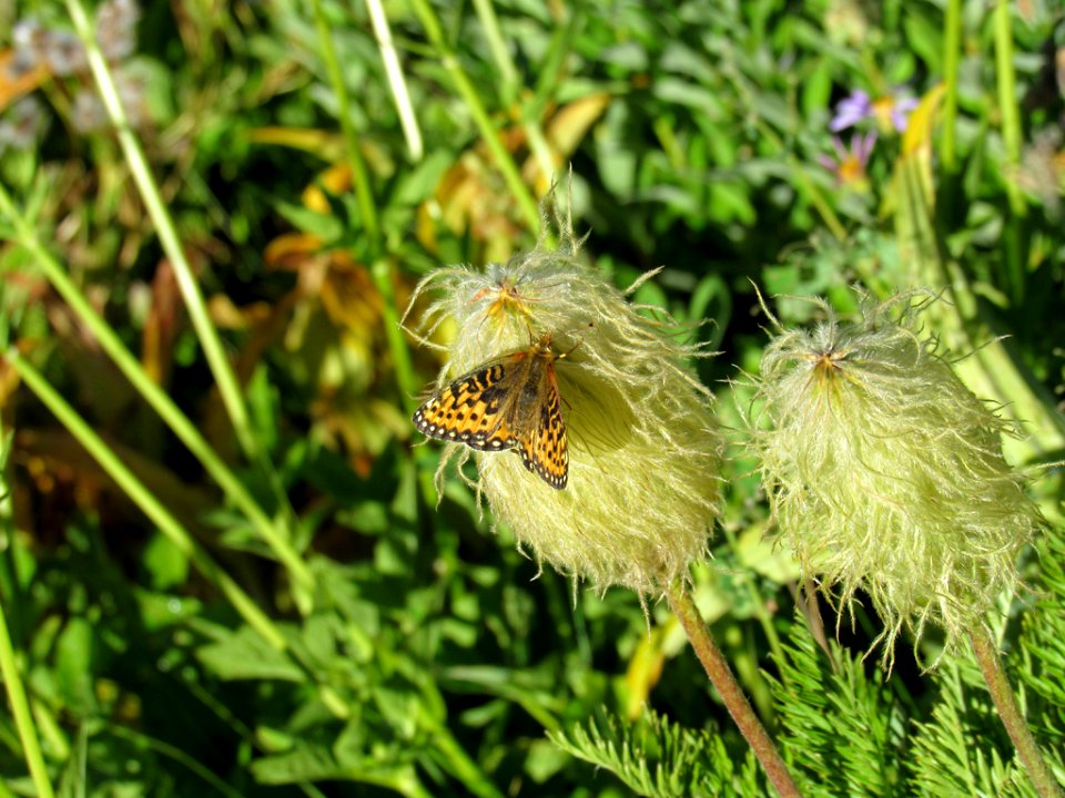 Wildflowers at Tatoosh Wilderness in WA