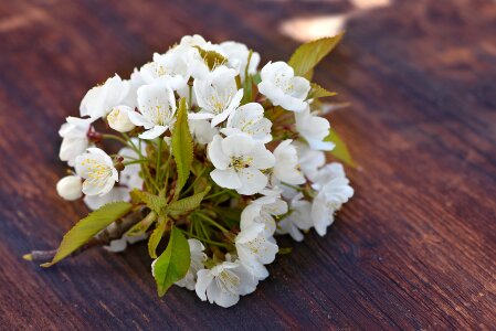 White spring nature