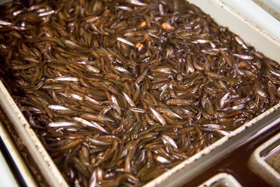 Little White Salmon Fish Hatchery