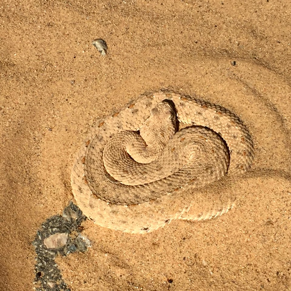 Sidwinder