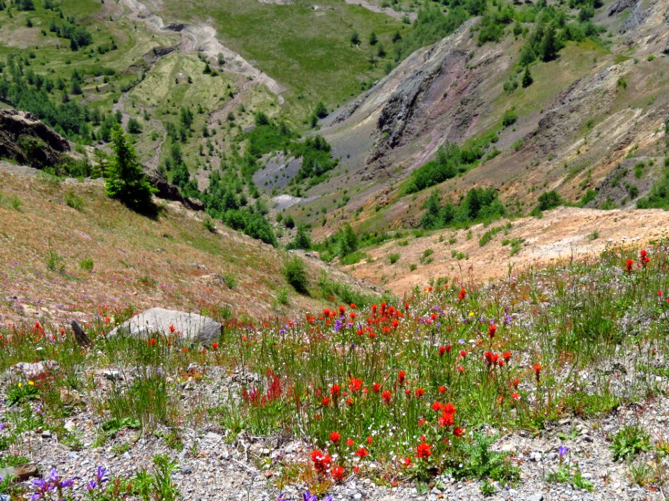 Wildflowers at Mt. St. Helens NM in WA