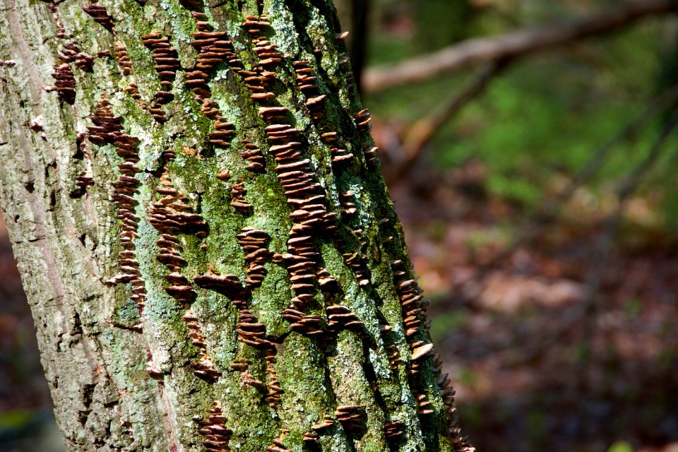 Fungus and Moss