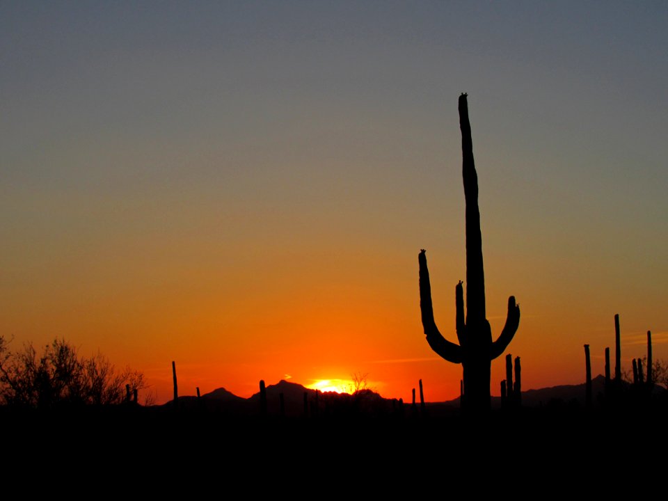 Saguaro NP in Arizona