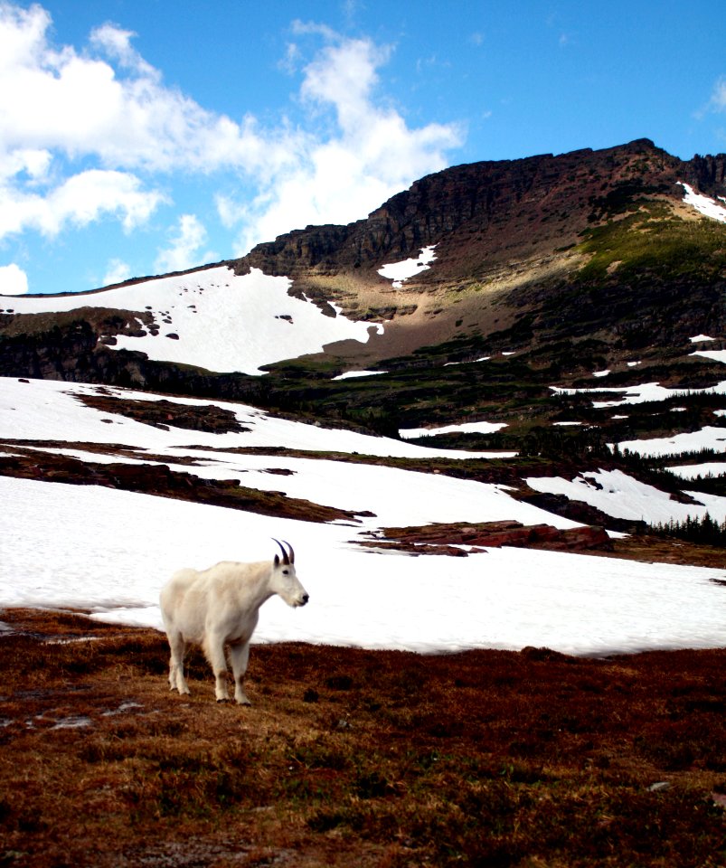 Logan Pass 1 photo