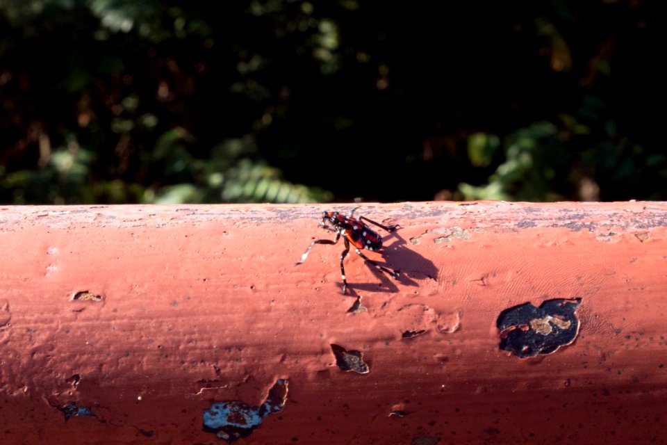 20180830-APHIS-LSC-0355