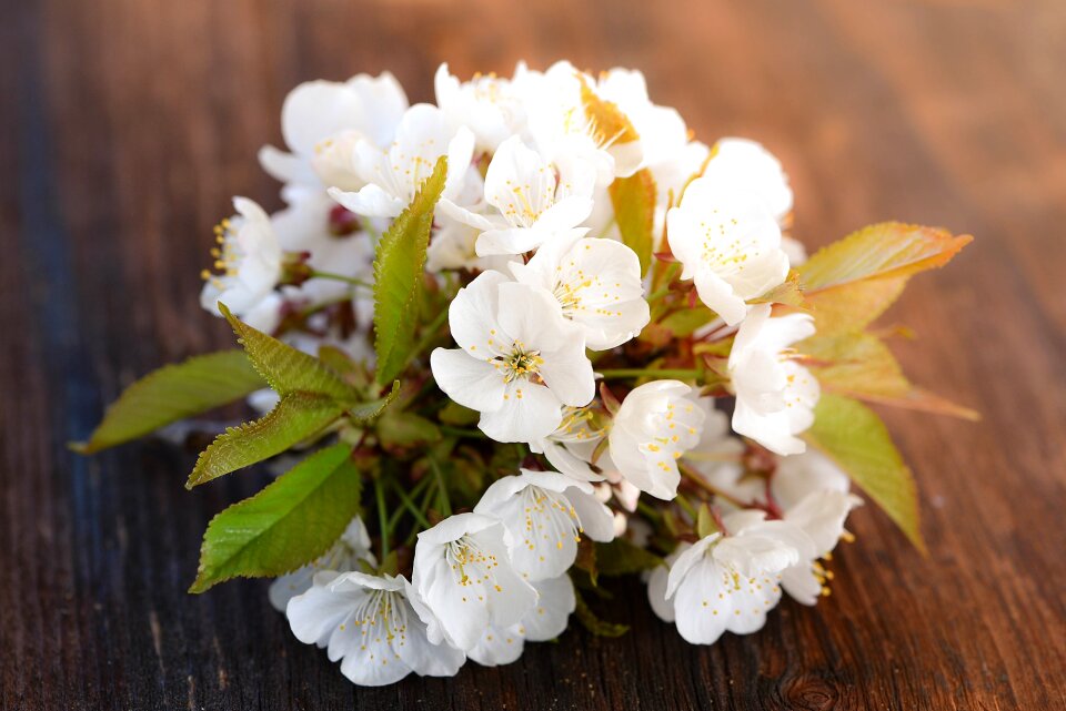 White spring nature