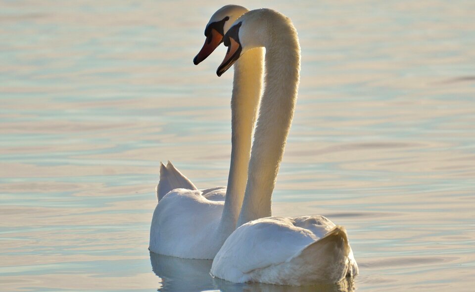 Lake constance animal world lake
