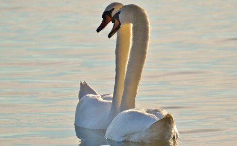 Lake constance animal world lake