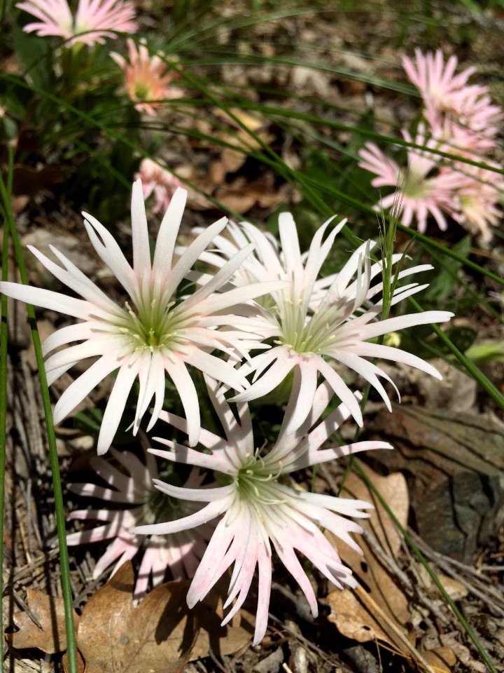Butte Creek, Bolander's Silene