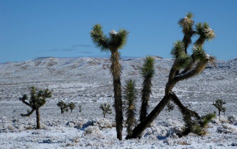 El Mirage OHV Area in Barstow Field Office