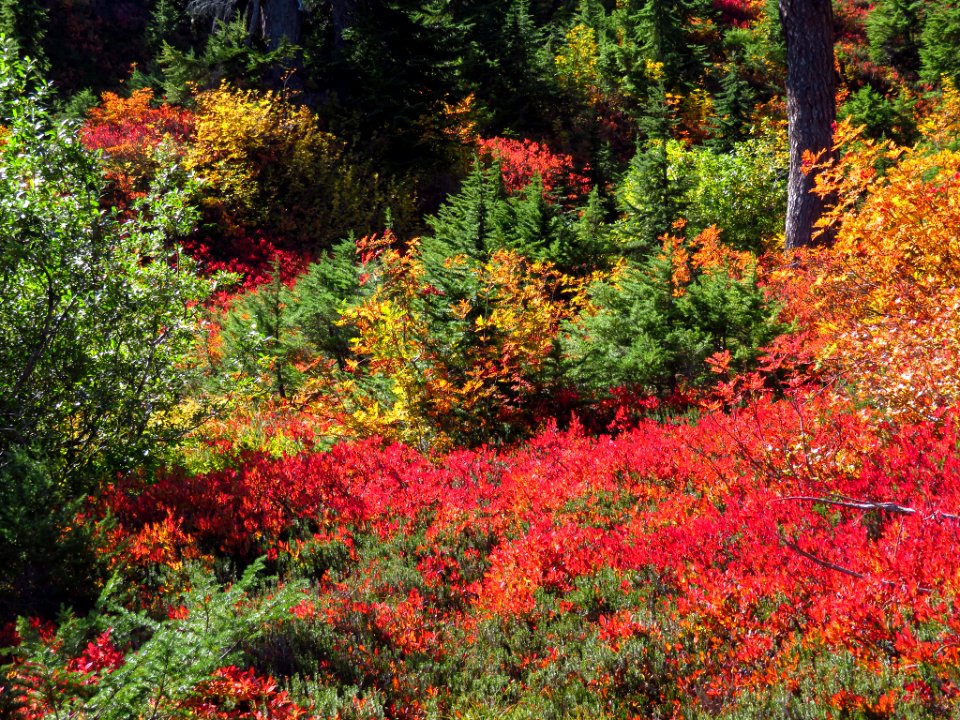 Autumn at Artist Point in WA