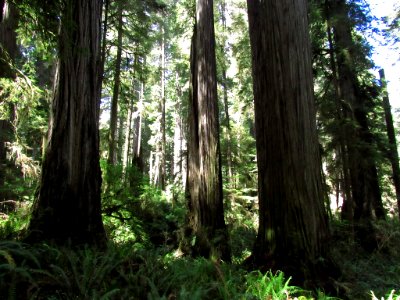 Jedediah Smith Redwoods SP in California photo