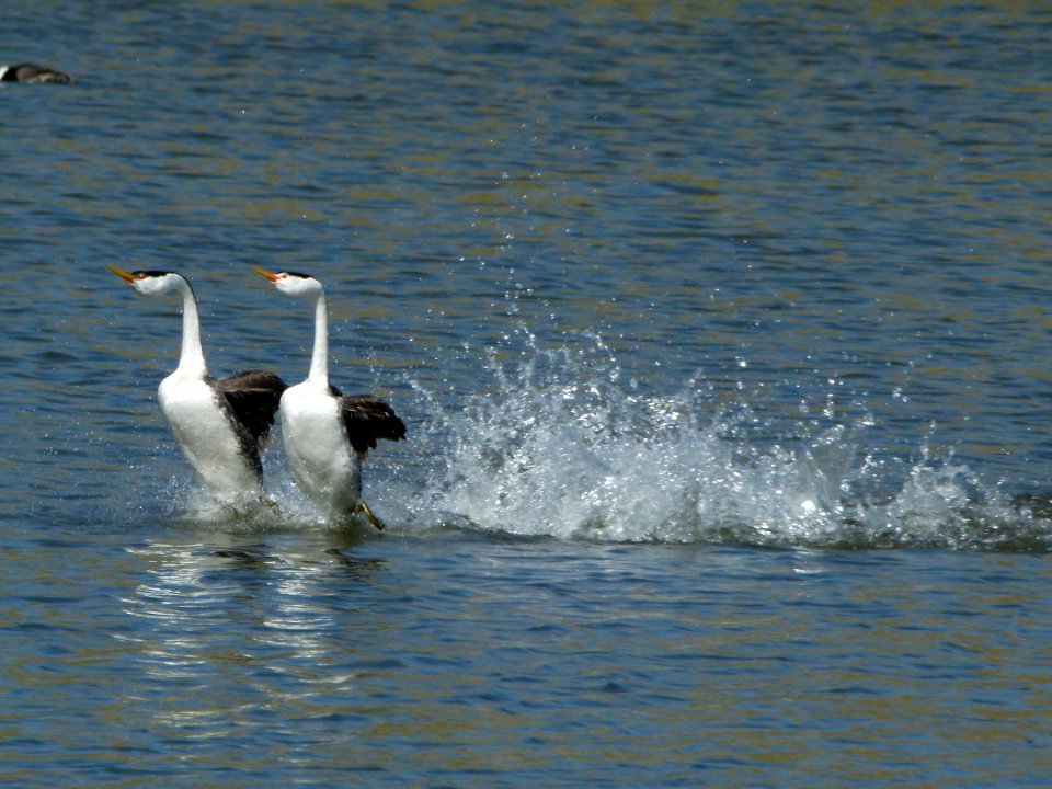 Grebe Water Dance photo