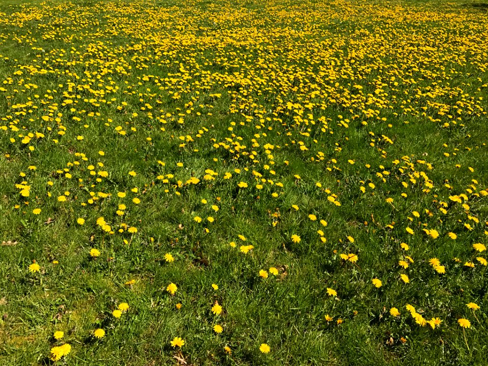 Dandelions at Fort Vancouver in Washington