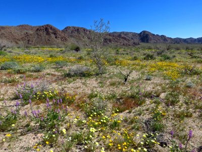 Cottonwood Spring with Wildflowers at Joshua Tree NP in CA