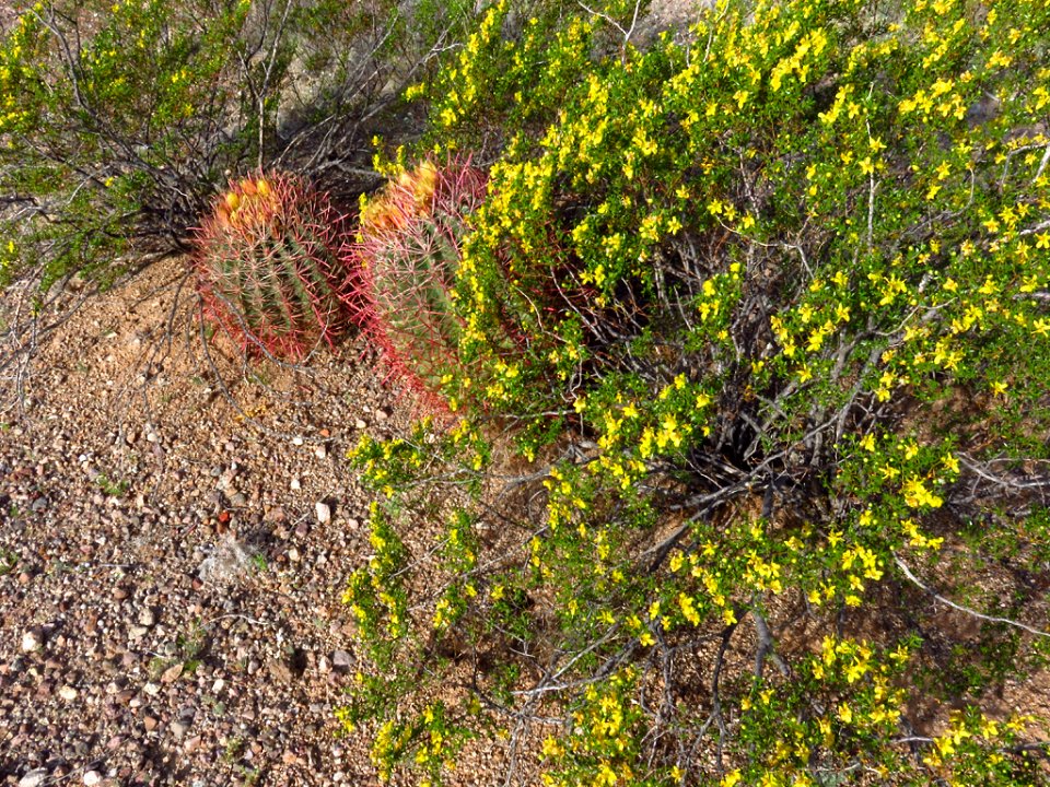 Organ Pipe Cactus NM in AZ