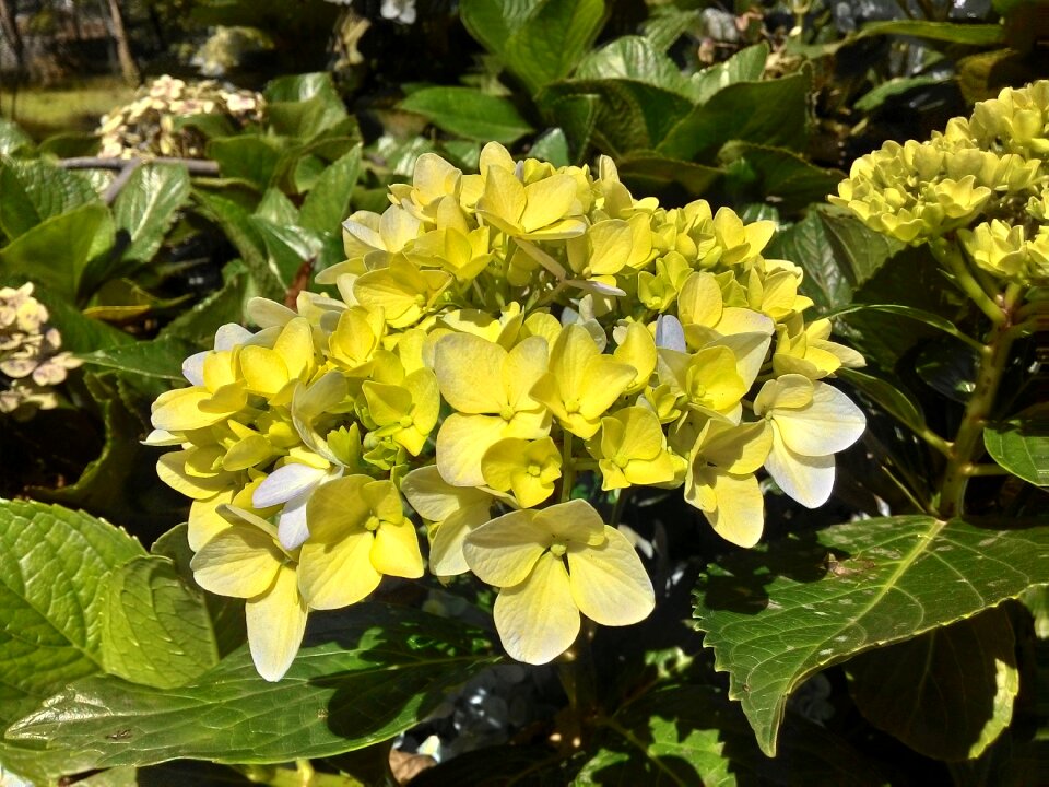 Season bloom green