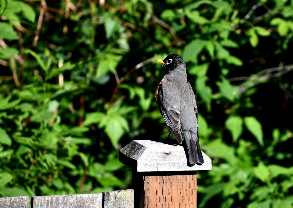 Backyard bird