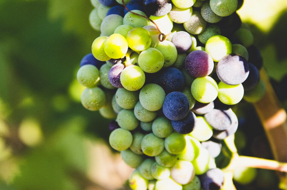 Wine vineyard grapevine