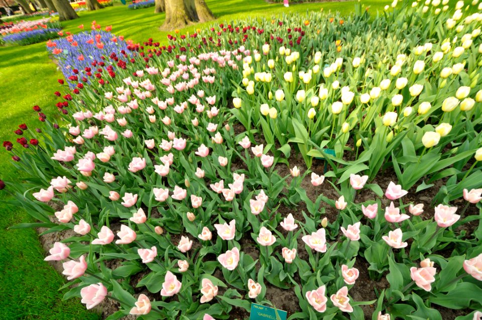 Keukenhof Holland Creative Commons by gnuckx