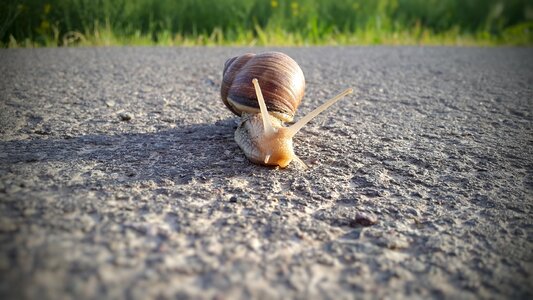 Slowly crawl mollusk photo