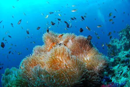 Underwater sea scuba photo