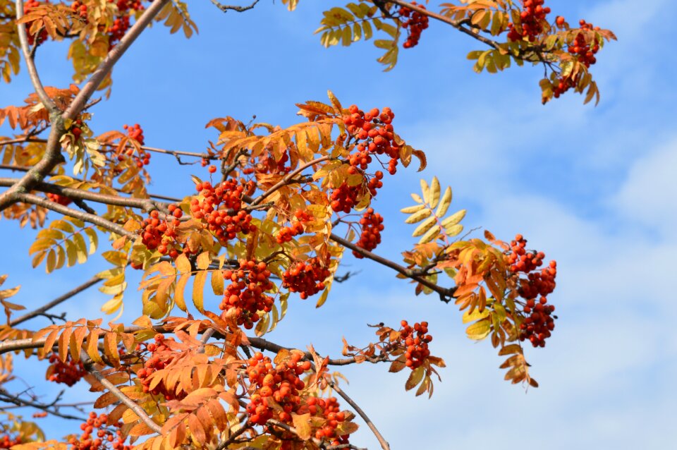 Clusters bright fruit