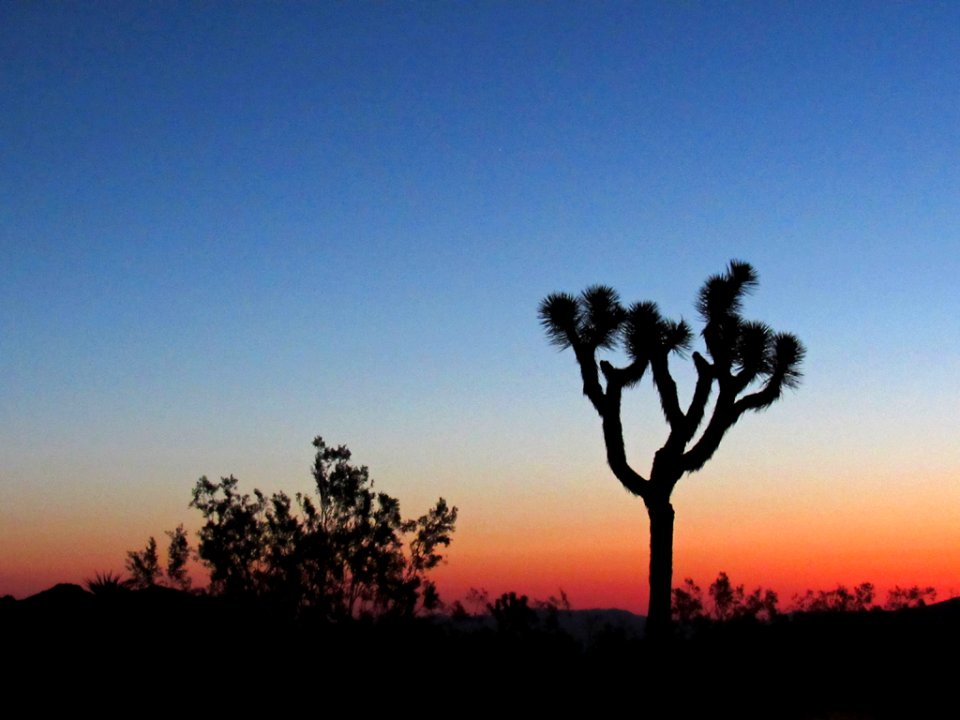 Sunset at Joshua Tree NP in California