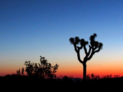Sunset at Joshua Tree NP in California