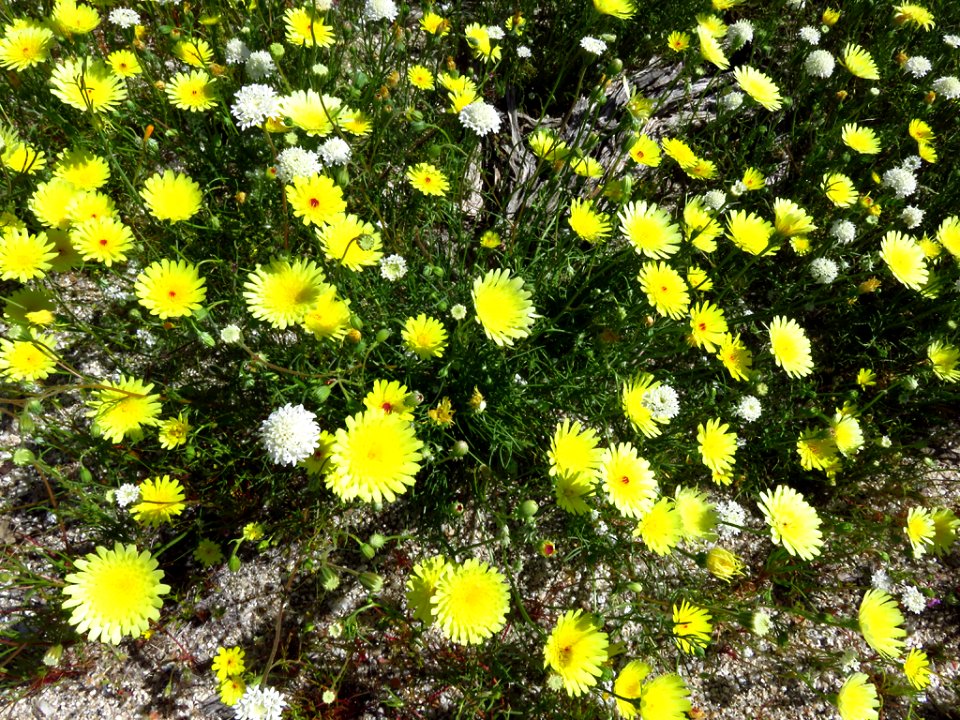 Wildflowers at Anza-Borrego Desert SP in CA photo