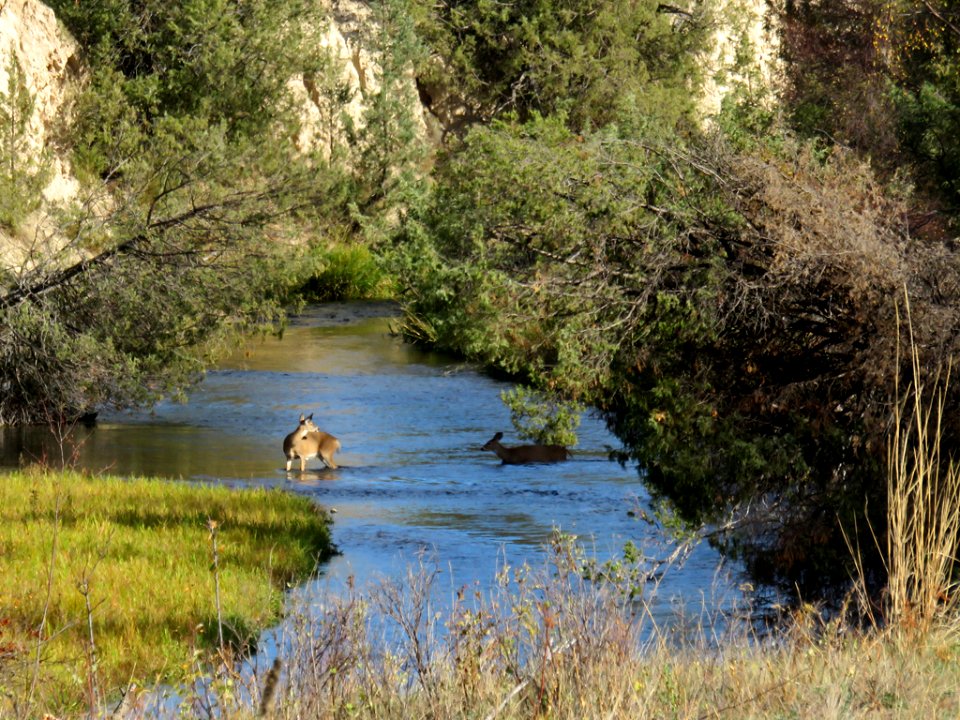 Flathead River at National Bison Range in Montana