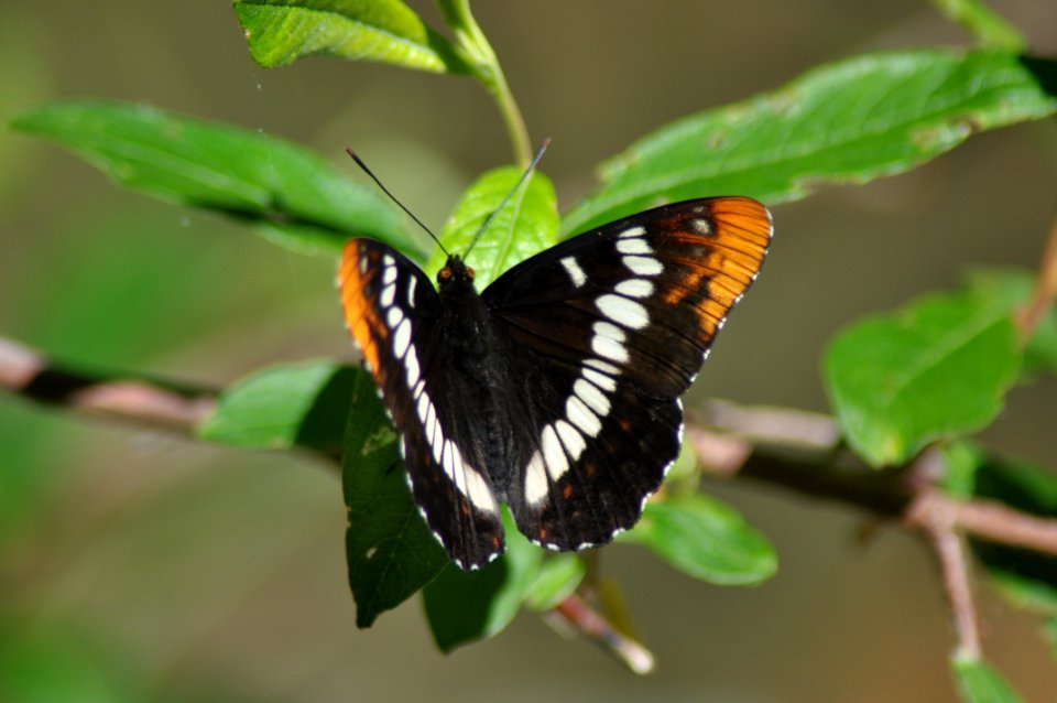 Butte Creek, Lorquin's Admiral Butterfly