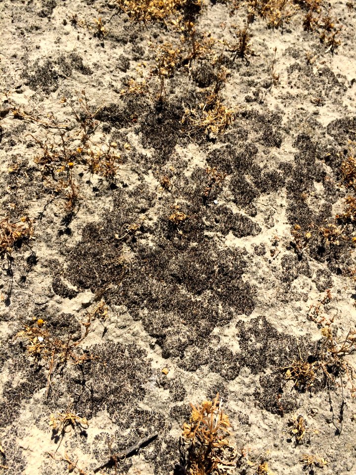 Soil Crust Liverworts
