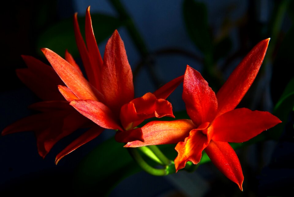 Flower macro red