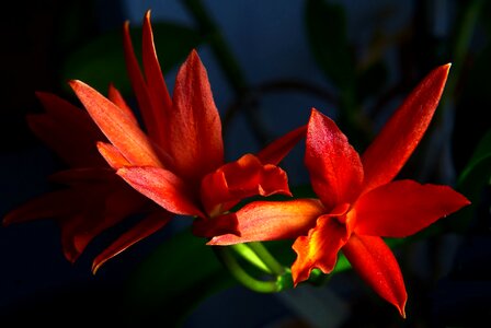 Flower macro red
